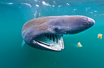 Basking shark (Cetorhinus maximus) feeding on plankton in the surface waters around the island of Coll, Inner Hebrides, Scotland, UK, June. 2020VISION Book Plate. Did you know? The largest Basking sha...
