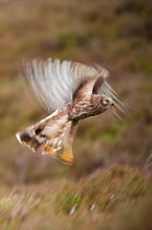 Hen harrier (Circus cyaneus) adult female in flight, moorland habitat, long exposure, Glen Tanar Estate, Grampian, Scotland, UK, June