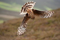 Hen harrier (Circus cyaneus) adult female diving to nest site, carrying nesting material, moorland habitat, Glen Tanar Estate, Grampian, Scotland, UK, June. Did you know? Although Hen harriers have be...