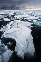 Polar Bear (Ursus maritimus) sitting on floe in vast thawing sea-ice landscape. Spitsbergen, Svalbard, August 2011. Second place, Mammals Category, GDT 2012 competion. Winner in ANIMALS IN THEIR ENVIR...