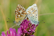 Chalkhill blue butterflies (Polyommatus coridon) mating on Red clover flower (Trifolium pratense), chalk grassland, Wiltshire, UK, July