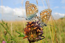 Common blue butterflies (Polyommatus icarus) mating on old Red clover flowerhead (Trifolium pratense), chalk grassland meadow, Wiltshire, UK, August.