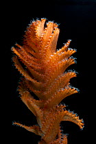 Deepsea Sea pen (Pennatulacea) from coral seamount, Indian Ocean, December 2011