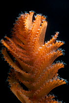 Detail of deepsea Sea pen (Pennatulacea) from coral seamount, Indian Ocean, December 2011