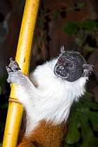 Pied bare faced tamarin (Saguinus bicolor) captive, from Manaus, Brazil, Endangered