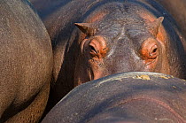 RF- Hippopotamus (Hippopotamus amphibius) captive. (This image may be licensed either as rights managed or royalty free.)