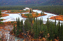 Nenana River with White spruce (Picea glauca) and Black spruce (Picea nigra) on the upland plateau of the Alaska Range, along the Denali Highway, Alaska, USA, September 2009