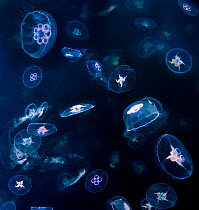 Aggregation / bloom / swarm of Moon Jellyfish (Aurelia aurita) in the clear waters of Loch Na Keal, off the Isle of Mull, north west Scotland, UK, June, Photographed through the surface.