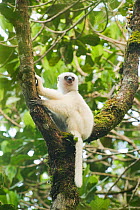 Silky sifaka lemur (Propithecus diadema candidus) sitting in tree, Marojejy National Park, Madagascar. Critically endangered species.