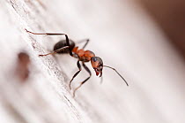 Wood ant (Formica rufa) Arne RSPB reserve, Dorset, England, UK, July. 2020VISION Book Plate.