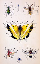 Illustration of an insect setting board typical of the 19th Century in Britain. The green beetle is a Green tiger beetle (Cicindela campestris), the yellow butterfly is a clouded Yellow (Colias croesu...