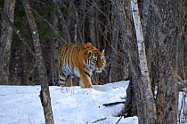 Wild Siberian / Amur tiger (Panthera tigris altaica) in woodland, near Perekatnaj river, Lazovskyi region, Primorskyi krai, Far East Russia, February.~Endangered species