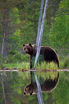 Brown Bear (Ursus arctos) and reflection in pond. Finland, Europe, June.