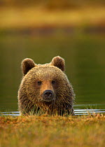 Brown Bear (Ursus arctos) portrait in water. Finland, Europe, June.