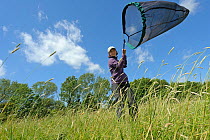 RSPB research ecologist, Chloe Hardman, using sweep net to sample invertebrate populations at Hope Farm, Cambridgeshire, UK, May 2011, model released