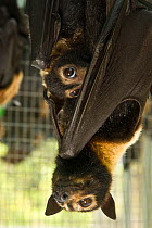 Spectacled flying foxes (Pteropus conspicillatus) mother and baby, Tolga Bat Hospital, Atherton, North Queensland, Australia. January 2008.