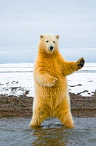 Young Polar bear (Ursus maritimus) standing and trying to balance in shallow water along the Bernard Spit, 1002 area of the Arctic National Wildlife Refuge, North Slope of the Brooks Range, Alaska, Oc...