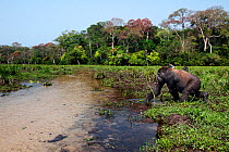 Western lowland gorilla (Gorilla gorilla gorilla) sub-adult male 'Kunga' aged 13 years walking into a river while others feed in the background Bai Hokou, Dzanga Sangha Special Dense Forest Reserve, C...