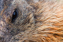 Close-up of Alpine marmot (Marmota marmota) fur and eye,  Hohe Tauern National Park, Austria, July