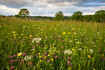 Traditional flower-rich hay meadow including Yellow Rattle (Rhinanthus minor), Buttercup (Ranunculus acris), Red Clover (Trifolium pratense) and host of different grasses. Peak District National Park,...