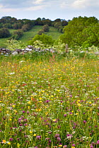 Traditional flower-rich hay meadow including Yellow Rattle (Rhinanthus minor), Buttercup (Ranunculus acris), Red Clover (Trifolium pratense) and host of different grasses. Peak District National Park,...
