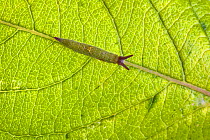 Caterpillar of Purple Emperor Butterfly (Apatura iris), camouflaged against the vein of leaf. Captive, UK.