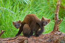 Pine marten (Martes martes) two playing  on fallen pine log in woodland, Beinn Eighe National Nature Reserve, Wester Ross, Scotland, UK