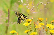 Swallowtail Butterfly (Papilio machaon britannicus) feeding on hawkbit flower. Strumpshaw Fen, Norfolk, June.Did you know? Swallowtail butterflies are the largest species of butterfly in the UK - with...