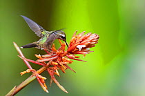 Speckled hummingbird (Adelomyia melanogenys) feeding at flowers, Bellavista cloud forest private reserve, 1700m altitude, Tandayapa Valley, Andean cloud forest, Ecuador