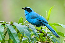 Turquoise jay (Cyanolyca turcosa) profile portrait, Guango private reserve, Papallacta Valley, Andean Cloud Forest, Ecuador