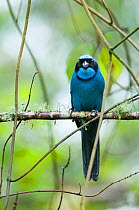 Turquoise jay (Cyanolyca turcosa) portrait, Guango private reserve, Papallacta Valley, Andean Cloud Forest, Ecuador