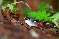 White winged brush finch (Atlapetes leucopterus) Bellavista cloud forest private reserve, 1700m altitude, Tandayapa Valley, Andean cloud forest, West slope, Tropical Andes, Ecuador