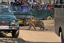 Bengal tiger (Panthera tigris tigris) walking nervously between tourist vehicles, harassment from ecotourism, Ranthambhore National Park, Rajasthan, India, March 2012