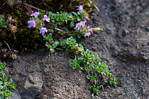 Wild Thyme (Thymus polytrichus or Thymus praecox) in flower. Stanner Rocks National Nature Reserve, Powys, Wales, UK, September.