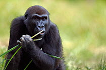 Western lowland gorilla (Gorilla gorilla gorilla) sub-adult female 'Mosoko' aged 8 years feeding on sedge grasses in Bai Hokou, Dzanga Sangha Special Dense Forest Reserve, Central African Republic. No...
