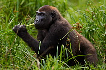 Western lowland gorilla (Gorilla gorilla gorilla) sub-adult female 'Mosoko' aged 8 years feeding on sedge grasses in Bai Hokou, Dzanga Sangha Special Dense Forest Reserve, Central African Republic. De...