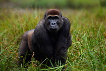 Western lowland gorilla (Gorilla gorilla gorilla) sub-adult male 'Kunga' aged 13 years standing portrait, Bai Hokou, Dzanga Sangha Special Dense Forest Reserve, Central African Republic. December 2011...