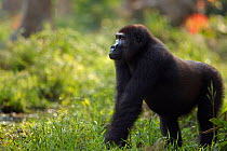 Western lowland gorilla (Gorilla gorilla gorilla) sub-adult male 'Kunga' aged 13 years standing next to a stream, Bai Hokou, Dzanga Sangha Special Dense Forest Reserve, Central African Republic. Decem...