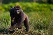 Western lowland gorilla (Gorilla gorilla gorilla) sub-adult male 'Kunga' aged 13 years walking in Bai Hokou, Dzanga Sangha Special Dense Forest Reserve, Central African Republic. December 2011.