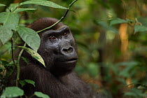 Western lowland gorilla (Gorilla gorilla gorilla) sub-adult female 'Mosoko' aged 8 years sitting amongst vegetation, Bai Hokou, Dzanga Sangha Special Dense Forest Reserve, Central African Republic. De...