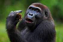 Western lowland gorilla (Gorilla gorilla gorilla) sub-adult male 'Kunga' aged 13 years feeding on rotten wood, Bai Hokou, Dzanga Sangha Special Dense Forest Reserve, Central African Republic. December...