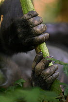 Western lowland gorilla (Gorilla gorilla gorilla) hands belonging to sub-adult male 'Kunga' aged 13 years holding a liana, Bai Hokou, Dzanga Sangha Special Dense Forest Reserve, Central African Republ...
