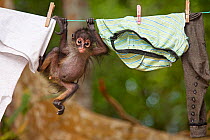 Central American Spider Monkey (Ateles geoffroyi) orphan baby hanging from washing line.  El Mirador- Rio Azul National Park, Department of Peten, Guatemala.