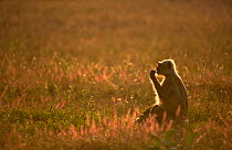 Hanuman / Northern Plains Grey Langur (Presbytis entellus) adult, backlit by evening sunlight, feeding in an open meadow. Bandhavgarh National Park, India. Non-ex.