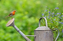 Robin (Erithacus rubecula) perched on watering can with invertebrate prey. Wiltshire, England, July.
