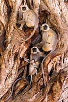 Hanuman / Northern Plains Grey Langur (Semnopithecus entellus) family resting in roots of Banyan tree. Ranthabore National Park, India, June.