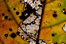 'Mbindjo' leaf close-up showing vein structure  (Dalhousiea africana) Bai Hokou, Dzanga-Ndoki National Park, Central African Republic.