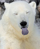 Polar Bear (Ursus maritimus) head portrait with blue tongue sticking out, Svalbard, Norway
