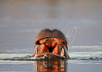 RF- Hippopotamus (Hippopotamus amphibius) coming to end of a yawn whilst in river. Mana Pools National Park, Zimbabwe. October 2012. (This image may be licensed either as rights managed or royalty fre...