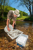 Volunteer for the Rivers Exe Projectdoing an invertebrate kick sample in the River Exe to check water quality, Winsford, Exmoor National Park, Somerset, UK. May 2012. Model released.